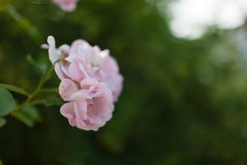 Rose flower photo. Beautiful spring or summer bloomingrose plant. Flower blossom bright image. Rose bush bloom.Selective focus, blurred background