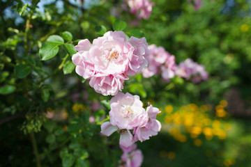 Obraz premium Rose flower photo. Beautiful spring or summer bloomingrose plant. Flower blossom bright image. Rose bush bloom.Selective focus, blurred background