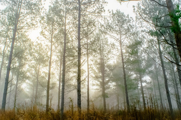 foggy woods