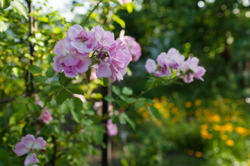 Rose flower photo. Beautiful spring or summer bloomingrose plant. Flower blossom bright image. Rose bush bloom.Selective focus, blurred background