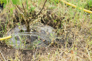 watering a small tree from a hose. a farmer grows a garden.