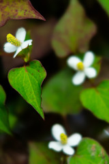 どくだみが咲くDSC2343