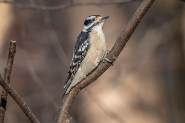 downy woodpecker,Dryobates pubescens