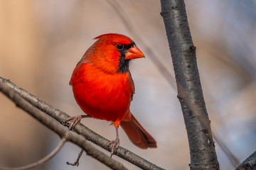 red cardinal in park