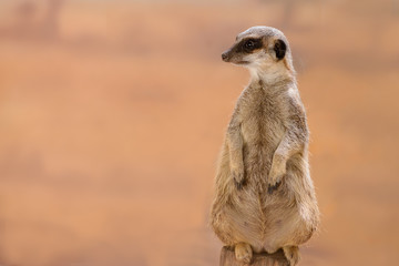 Fototapeta premium A cute Meerkat (Suricata suricatta), standing on two legs, watches his area. Also known as the suricate.