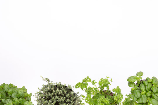 Fresh Green Spices Isolated On White Background, Top View.