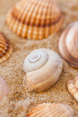 Detail of sea shells with sand as holiday concept