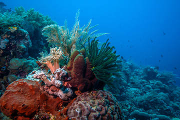 Coral reef South Pacific