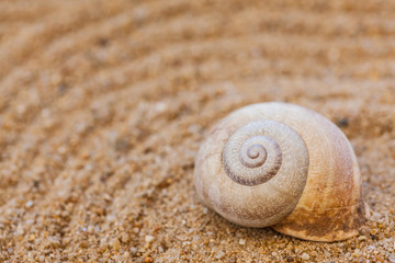 Sea shells with sand as background