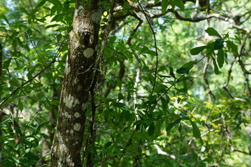 Fototapeta premium tree in the forest