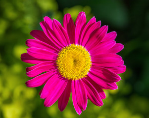 Obraz premium Beautiful pink flowers pyrethrum daisy on a green background. Feverfew, painted daisy. Medicinal plant. Closeup macro. Top view.