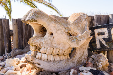 Elephant skull at Ugabmund (Ugab) Gate, entrance to the Skeleton Coast National Park, Namibia