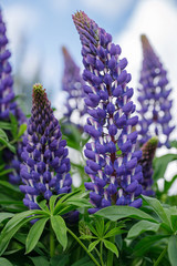Purple lupins on green background in garden on Sunny day. Beautiful blooming blue Lupin flower on the lawn. Garden plants closeup.