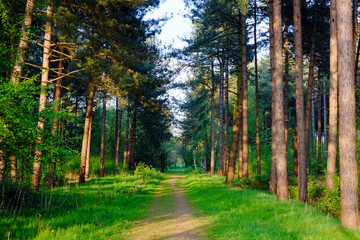 Obraz premium Straight rural pathway with green plants and tree on both the side against blue sky
