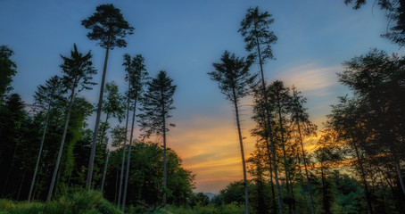 Wald im Abendrot
