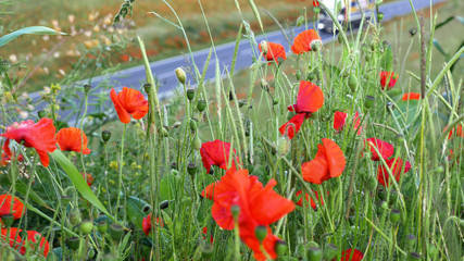 Fototapeta na wymiar Poppy field over uk motorway traffic on background