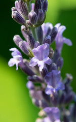 Close up lavendar buds