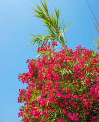 Fototapeta na wymiar amazing red flowers of oleander against a clean blue sky in Ayia Napa Cyprus