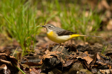 Bird on the background of a mountain stream. Grey wagtail (Motacilla cinerea). Bieszczady. Poland