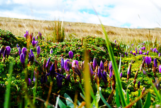 Flores moradas