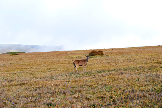 Antilope