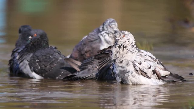 city pigeons bathe in the pond in the summer heat