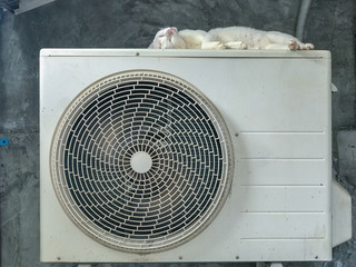 A super cute white cat has taken to sleeping on an air industrial conditioning unit