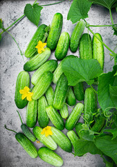 Overhead view of fresh picked cucumbers with the vine