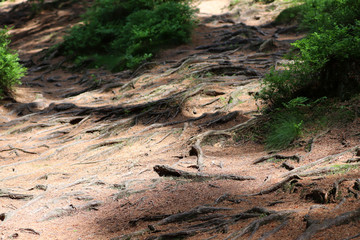 Des racines d'arbres