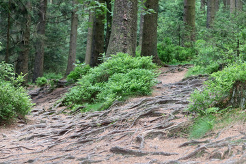 Des racines à perte de vue