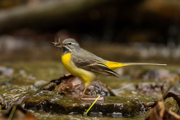 Bird on the background of a mountain stream. Grey wagtail (Motacilla cinerea). Bieszczady. Poland