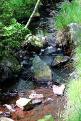 Un ruisseau perdu dans les Hautes Fagnes