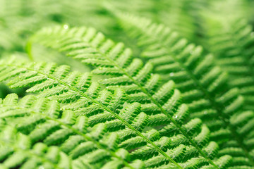 Green leaves fern in tropical rainforest. Nature background