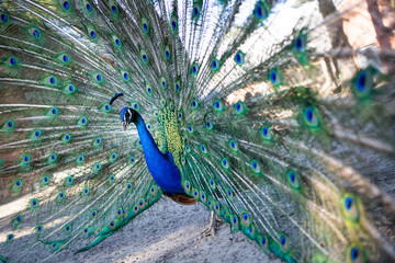 Obraz premium Pfauen-Balzzeit