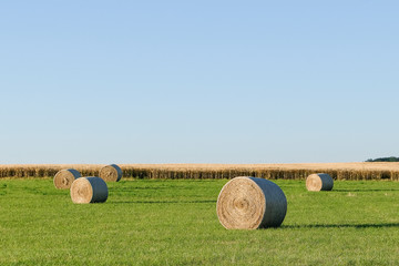 pressed straw bales on a field