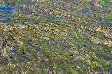 background of slimy bumpy globs of green algae on the surface of a lake