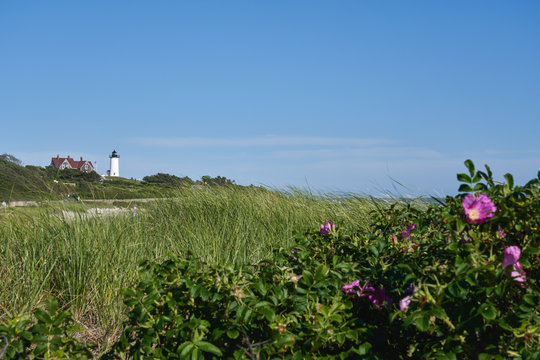 view of the Nobska Light lighthouse beyond the beach covered with seagrass and pink roses