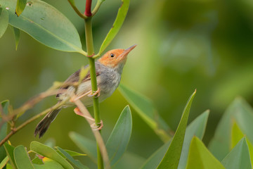 Ashy Tailorbird - Orthotomus ruficeps  bird in the family Cisticolidae. It is found in Brunei, Indonesia, Malaysia, Myanmar, the Philippines, Singapore, and Thailand, Vietnam