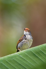 Ashy Tailorbird - Orthotomus ruficeps  bird in the family Cisticolidae. It is found in Brunei, Indonesia, Malaysia, Myanmar, the Philippines, Singapore, and Thailand, Vietnam
