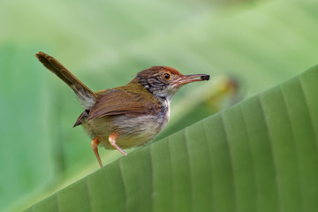 Ashy Tailorbird - Orthotomus ruficeps  bird in the family Cisticolidae. It is found in Brunei, Indonesia, Malaysia, Myanmar, the Philippines, Singapore, and Thailand, Vietnam