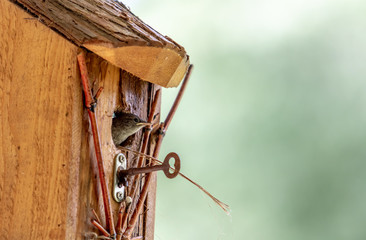 Baby Wrens in Birdhouse Being Fed by Parent.