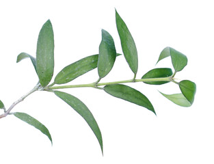 Fototapeta na wymiar Branch of Hoya pandurata with green leaves isolated on white background