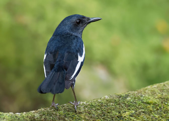 Oriental Magpie-Robin - Copsychus saularis small passerine bird that was formerly classed as a member of the thrush family Turdidae