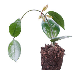 Hoya сarnosa isolated on white background