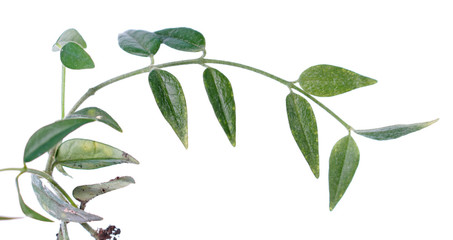 Branch of Hoya lanceolata ssp. bella (syn. Hoya bella) with green leaves isolated on white background