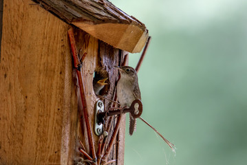 Baby Wrens in Birdhouse Being Fed by Parent.