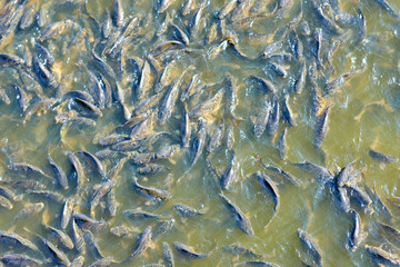 Fototapeta na wymiar Top view of natural fishes swimming in clear shallow river. fish swimming in the sun In the natural stream