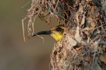 Olive-backed sunbird - Cinnyris jugularis building its nest, also known as the yellow-bellied sunbird, is a southern Far Eastern species of sunbird.