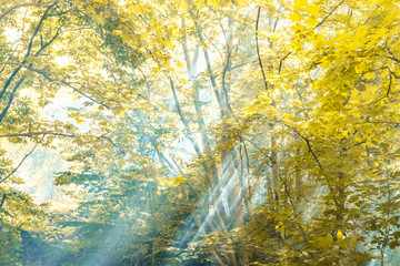 Autumn Forest Illuminated by Sunbeams through Fog, Leafs Changing Colour