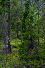 Thick green taiga thicket in the north